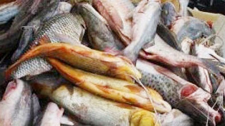 PELIGROSO. Todo el pescado en mal estado fue decomisado y destruido..