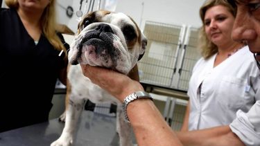 El Colegio de Veterinarios de Pilar propone la atención a precios mínimos a las mascotas de beneficiarios de la Tarjeta Alimentar y a quienes tengan certificado de discapacidad. .