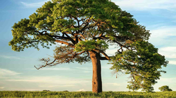 Día del Árbol en la Argentina: ¿Por qué se celebra el 29 de agosto?