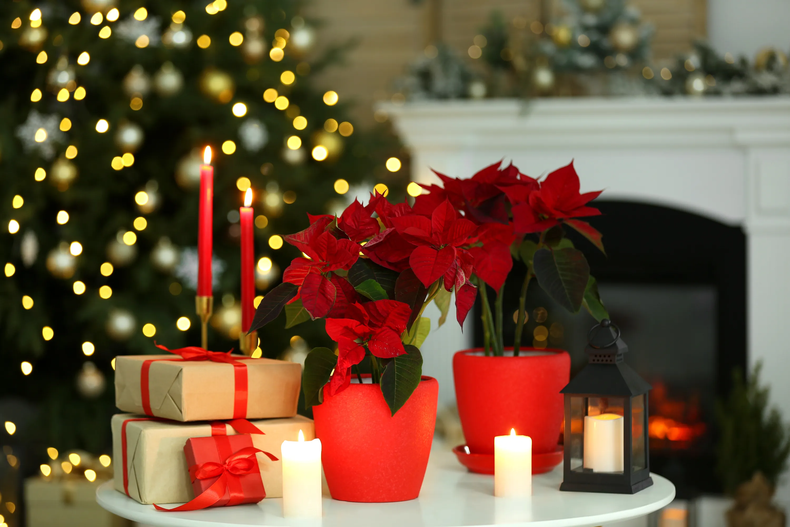 No pueden faltar en una ninguna decoración navideña. (Getty Images)..png