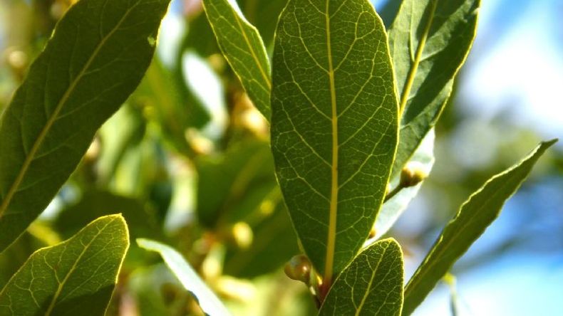 TRUCO LAUREL LIMPIAR  Echar una hoja de la laurel al cubo de la