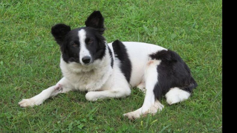 Marta adopto a Oli a través de Facebook. Pidió piedad para su mascota..