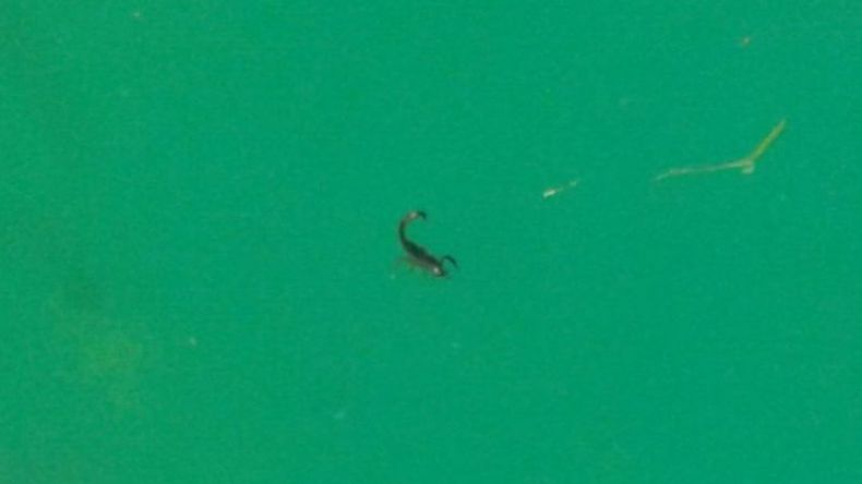 El alacrán encontrado en una pileta de Del Viso. .