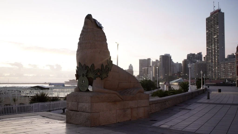 El tradicional lobo marino de Mar del Plata amaneció con&nbsp; un collar de cannabis y cáñamo