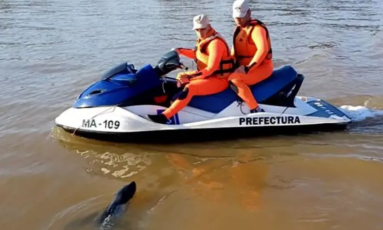 El lobo marino fue avistado en el Paraná de las Palmas a la altura de Escobar.