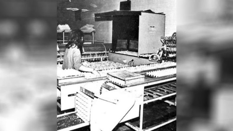 En los comienzos de la década del 80, Pilar era considerada la capital de la producción avícola. Cada planta tenía capacidad para incubar 3,1 millones de huevos mensuales..