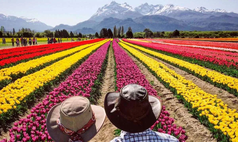 Trevelin y sus campos de tulipanes que enamoran. (Trevelin)..webp