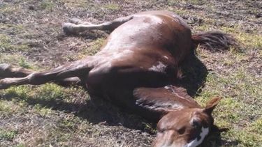 Alarma por la muerte de 11 caballos en un campo de soja