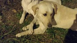 Dos perros perdidos