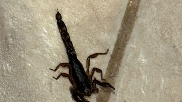 aumenta la aparicion de alacranes con las altas temperaturas