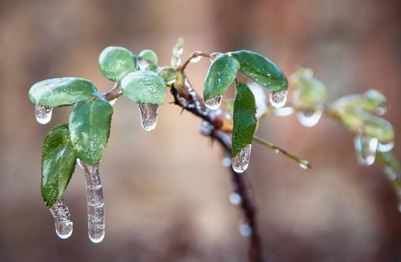 Consejos para proteger las plantas del frío y  las heladas. Foto. Pixabay..webp