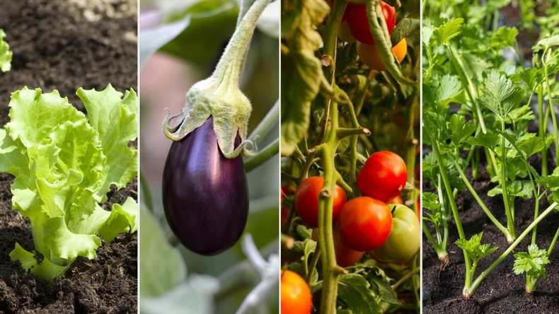 ¿Qué sembrar en agosto? (infoagro.com.ar)..png