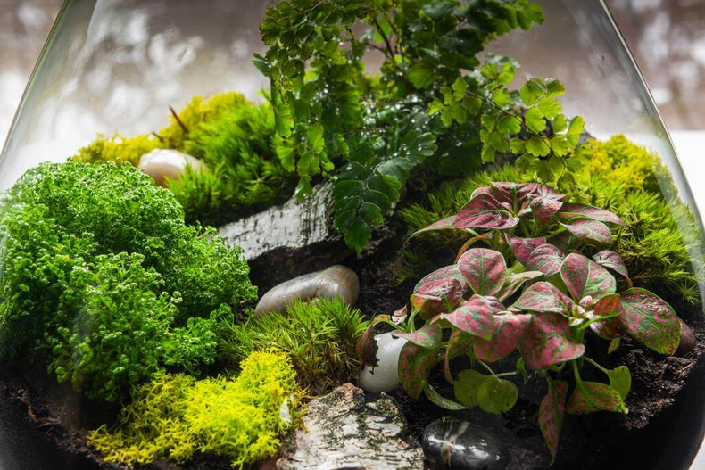 Las plantas deben ser pequeñas.  (treehouse.co)..png