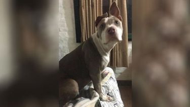 Tiene 5 meses, se perdió en la zona de Parque Irizar, Pilar. Por favor, estoy re triste. Se llama Alma. La quiero encontrar, es muy bebé. Candela Rodríguez..