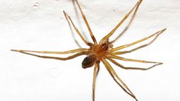 La Loxosceles o araña de rincón puede ocasionar daños graves si la lesión por su picadura no es atendida a tiempo. .