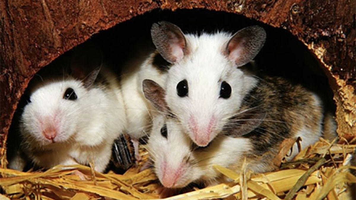 Cinco trampas para ratones sin muerte eficaces en interior y