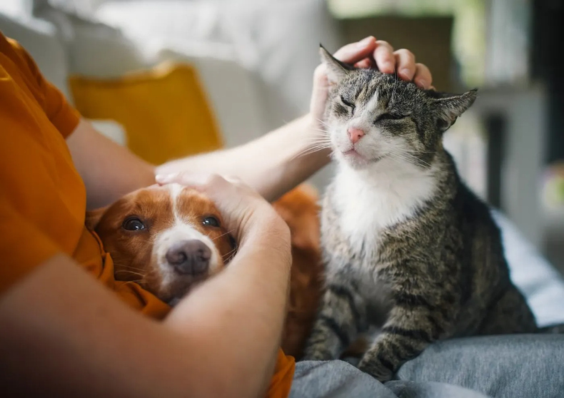 Banco Provincia lanzó un seguro para mascotas con tres planes, asistencia veterinaria, cobertura ante imprevistos y contratación online para perros y gatos.