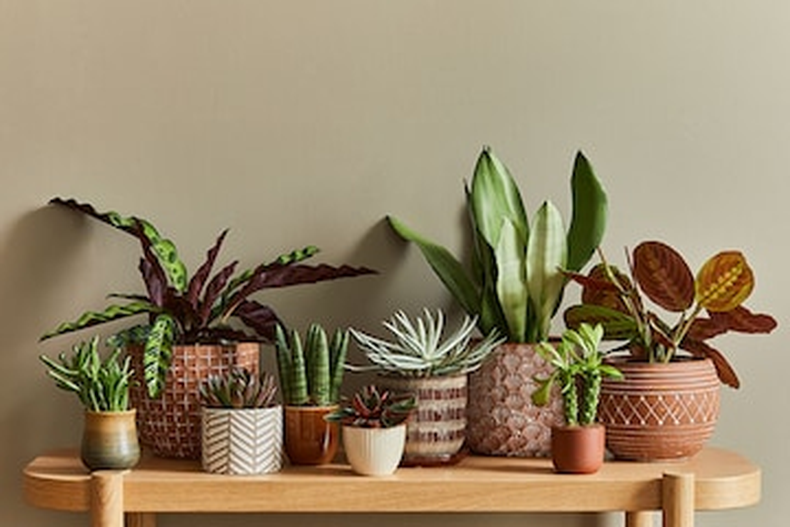 Claves para evitar el estrés en las plantas. (© Adobe Stock)..png