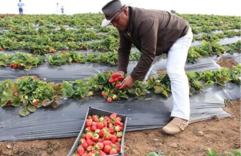 EN PELIGRO. La cosecha de frutillas se vio afectada por el frío extremo. &nbsp;