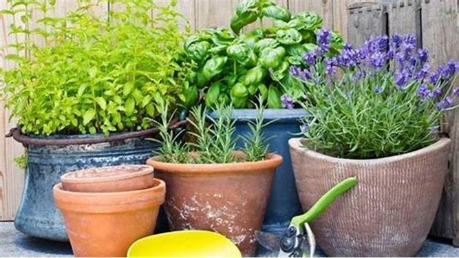 Las mejores plantas para ahuyentar a los mosquitos