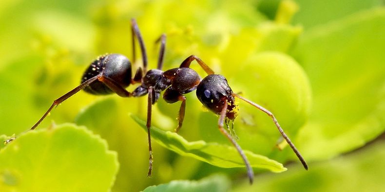 Prevenir antes de que la plaga invada tus plantas. (icocnews.ru).jpg