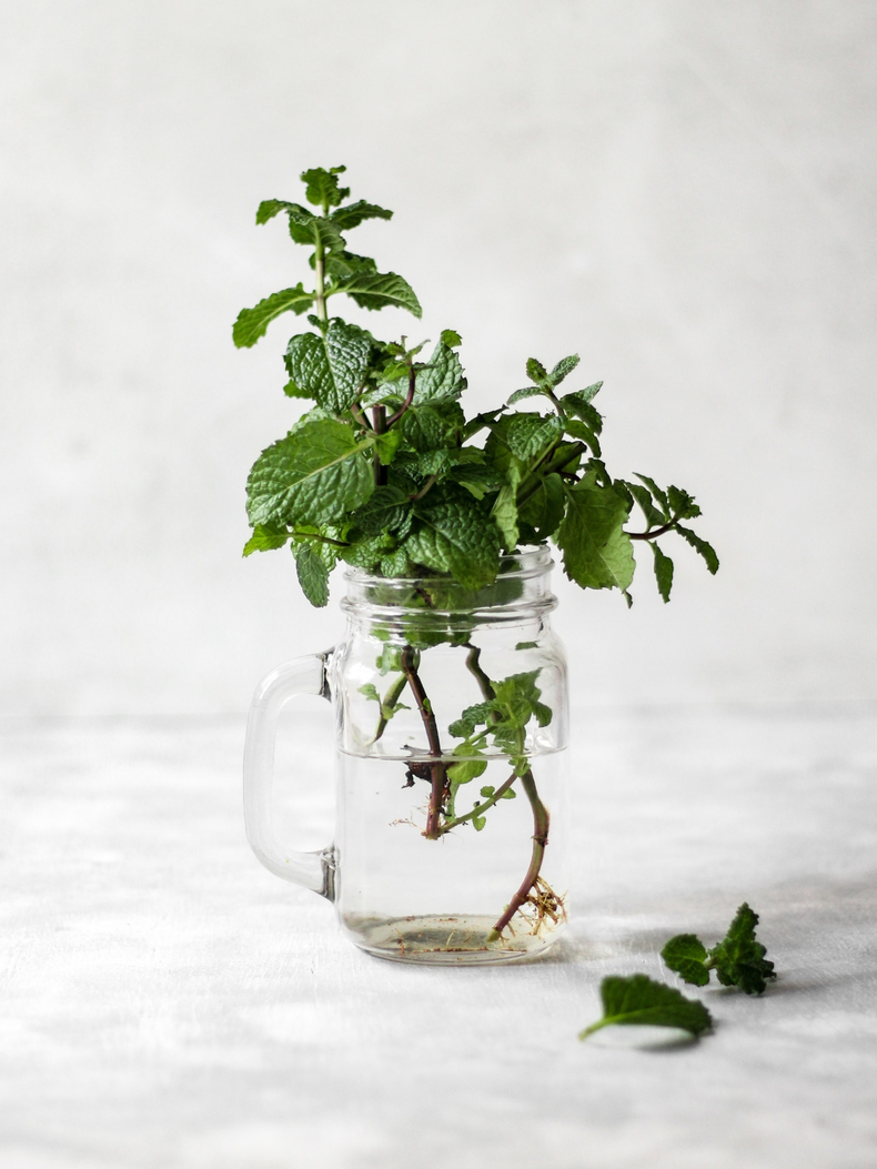 Menta. (Saymom Leão/Unsplash)..png