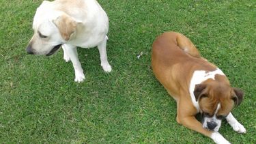 Perros perdidos