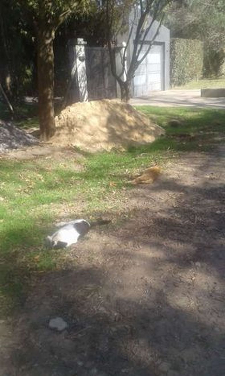 gatos