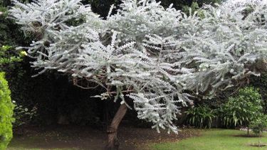 ¿cual es el arbol que atrae la buena suerte?