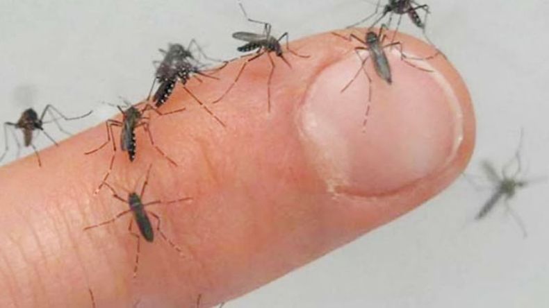 SON MUCHOS. La invasión de mosquitos, el tema de la semana. .