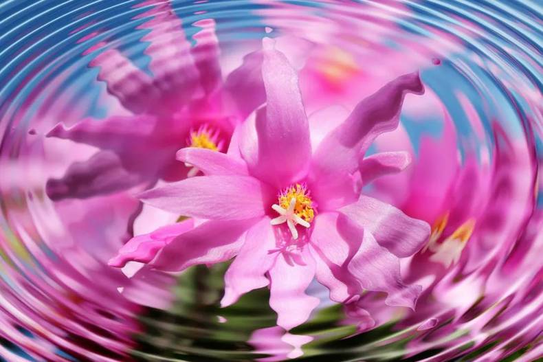 El cactus de Navidad puede ser susceptible a las plagas. (Pixabay)..webp