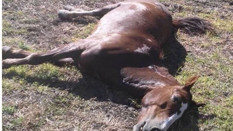 CONMOCIÓN. Uno de los animales muertos en Villa Luján. .