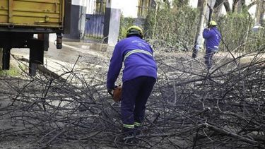 RAMAS. El Municipio salió a juntar ramas en Del Viso..