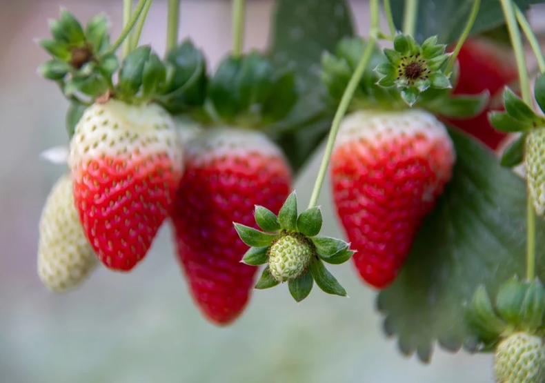 Las frutillas alcanzan su punto justo de dulzura. (cucinare.tv).