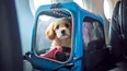 trenes argentinos habilito la venta de pasajes para junio: como viajar con mascotas trenes argentinos habilito la venta de pasajes para junio: como viajar con mascotas