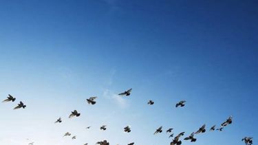 Buscando el vuelo directo hacia la conservación..