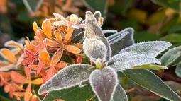Ola polar y heladas: cómo proteger nuestras plantas del frío extremo Ola polar y heladas: cómo proteger nuestras plantas del frío extremo