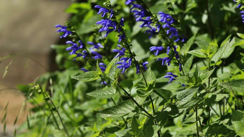 f800x450 124337_175783_5050.png