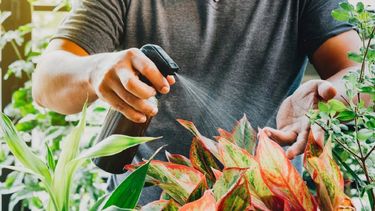 secretos para elegir el fertilizante correcto para tus plantas