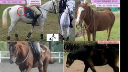 Uno de los caballos robados era utilizado para equinoterapia..