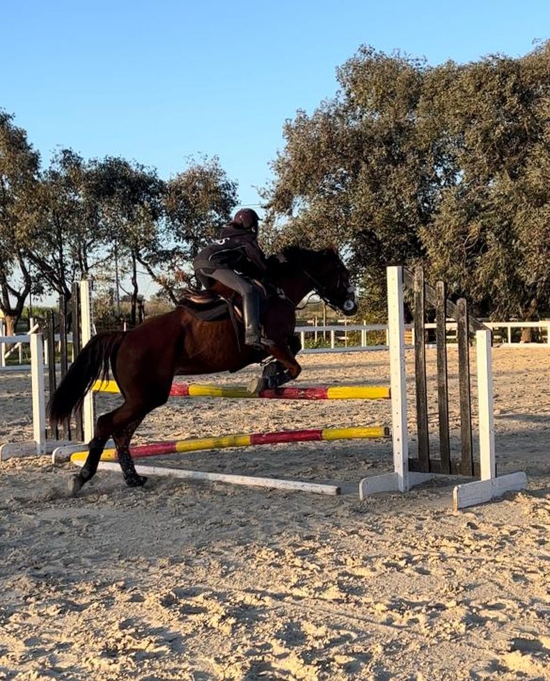 Haras del Sol tendrá una pista soñada para los amantes del Salto hípico.
