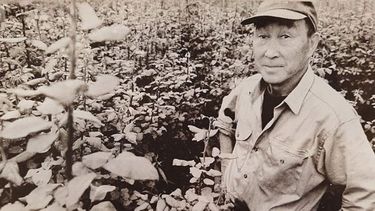 FLORES. En Zelaya se cultivan rosas, claveles y crisantemos..
