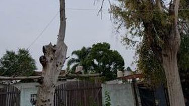Este árbol está en la vereda y llamo siempre a la Municipalidad para ver si pueden venir a cortar y no vienen. Está muy seco el árbol. Se puede caer encima de mi casa. Mis hijos no pueden salir a jugar en mi patio por qué el árbol se cae en pedazos. Un peligro. Es en el barrio Las Margaritas, calle El Ñandú 875. Mari Duarte.