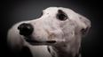 El proyecto en Diputados busca modificar el Código de Faltas bonaerense, permitir el retiro preventivo de animales en riesgo y crear un registro de infractores.