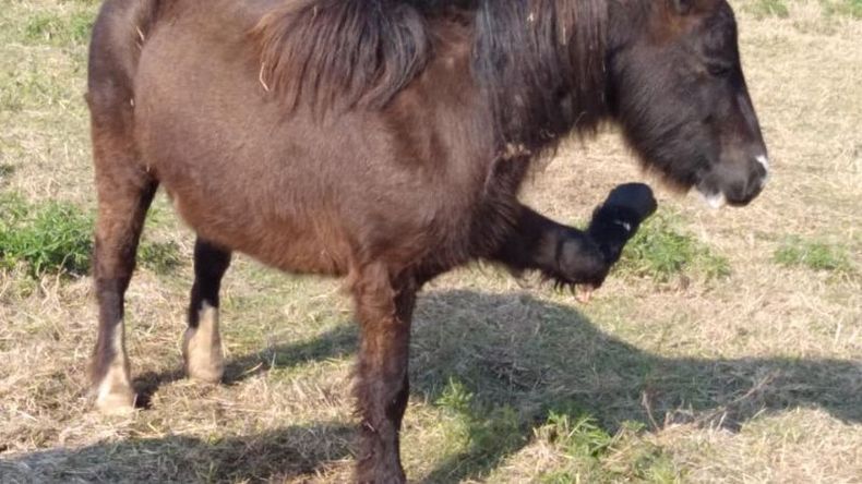 SUFRIMIENTO. El petiso tiene quebrada su pata delantera izquierda..