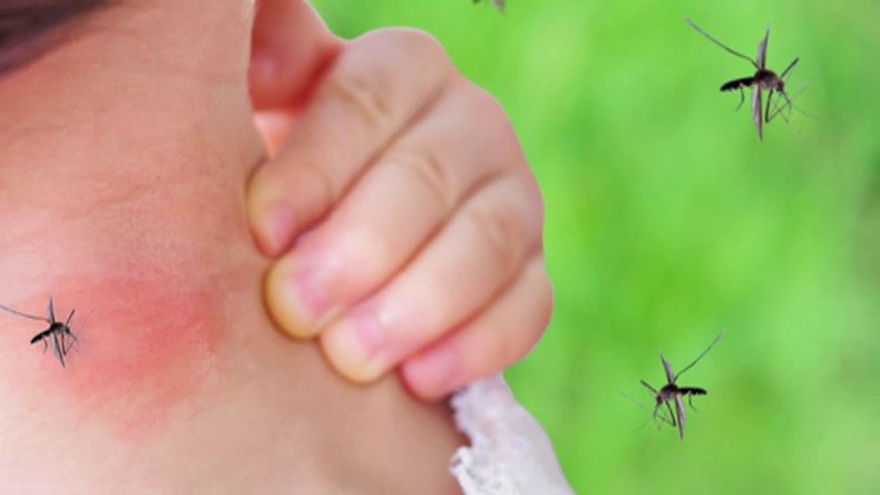 Pilar está entre los 16 los municipios bonaerenses que se encuentran en brote de dengue. (YouTube)..jpg