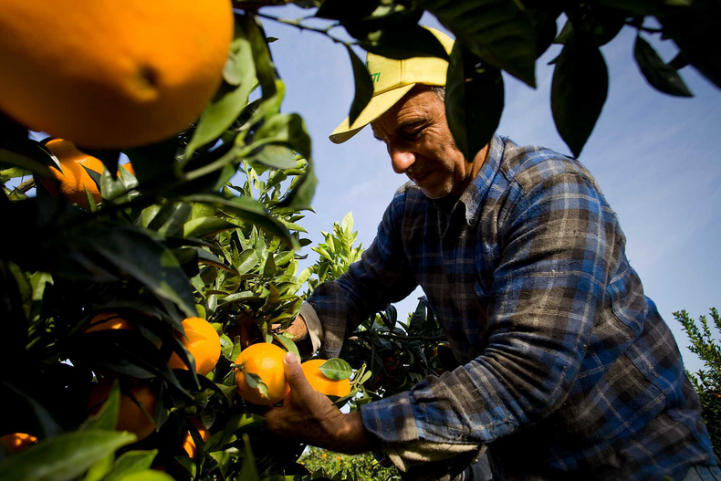 Las naranjas de San Pedro. (sanpedroinforma.com.ar)..png