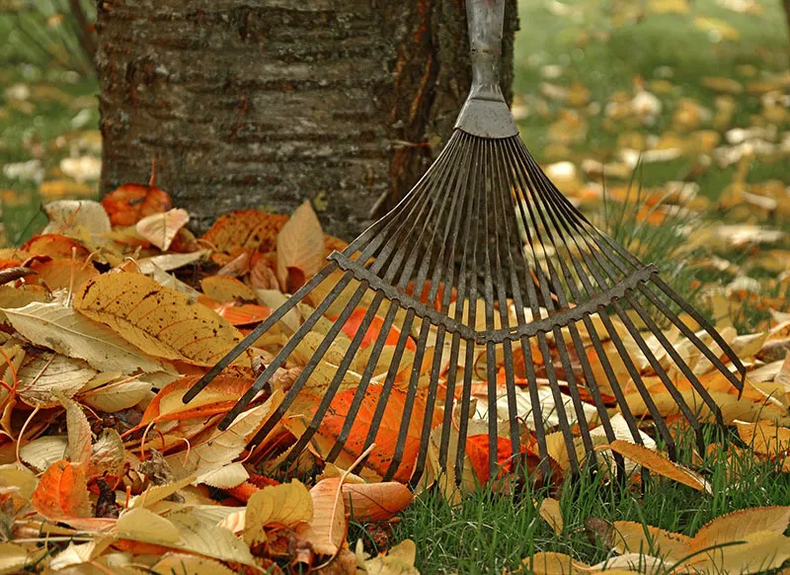 Hojas de otoño. Foto. © Peggychoucair en Pixabay.webp