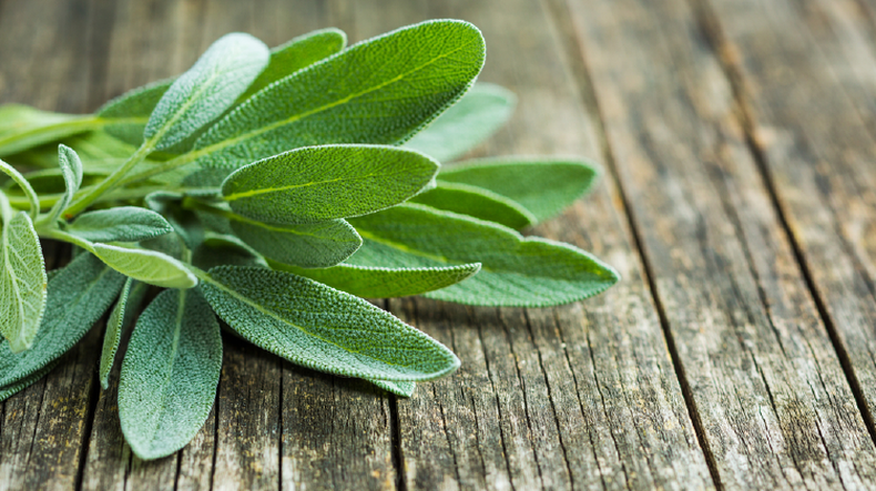 Salvia. (bioguia.com).