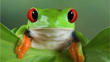 ¿que significa tener ranas en casa?